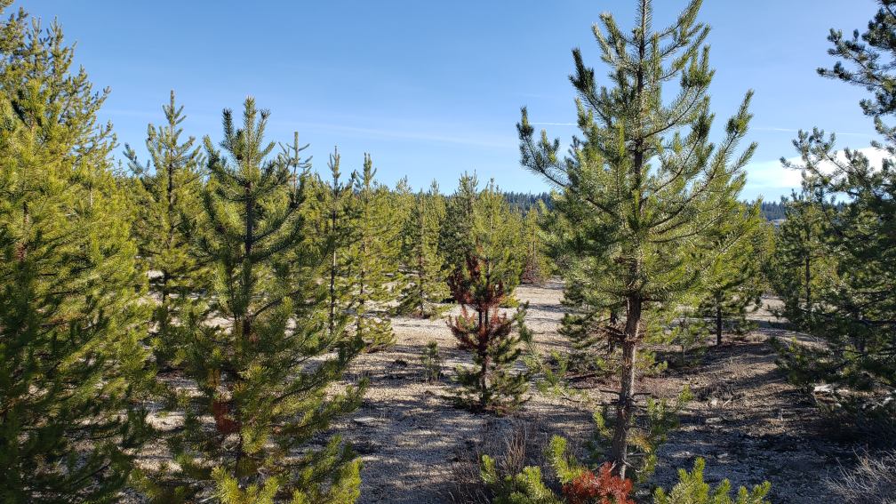 Some young trees about 2 m tall