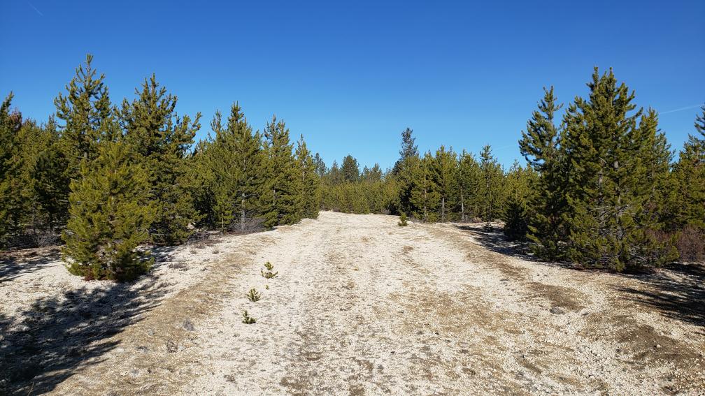 A pumice road with trees on either side